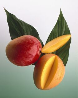 MANGO