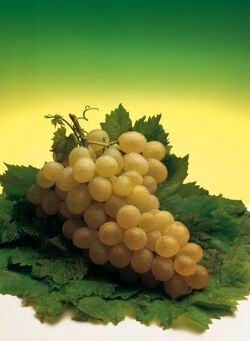 UVA BIANCA GRAPPOLO