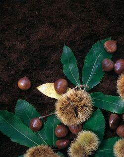 CASTAGNE NEL RICCIO
