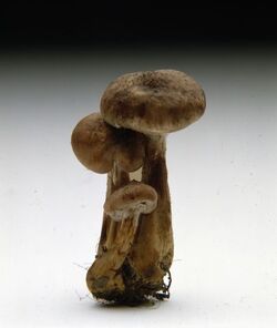 FUNGHI CHIODINI