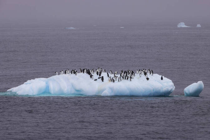 Animali un equilibrio precario.. un gruppo di pinguini cerca di mantenere la posizione ma scivola dall iceberg Animali un equilibrio precario.. un gruppo di pinguini cerca di mantenere la posizione ma scivola dall iceberg