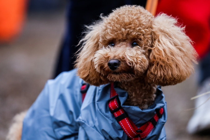 Russia Fast Dog cross country race in Moscow Russia Fast Dog cross country race in Moscow