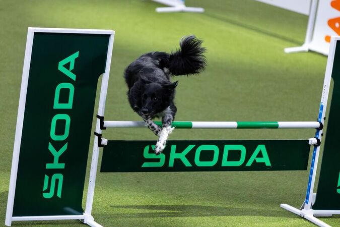 Animali Birmingham il concorso canino Crufts Dog Show 2026 giorno 4 Animali Birmingham il concorso canino Crufts Dog Show 2026 giorno 4