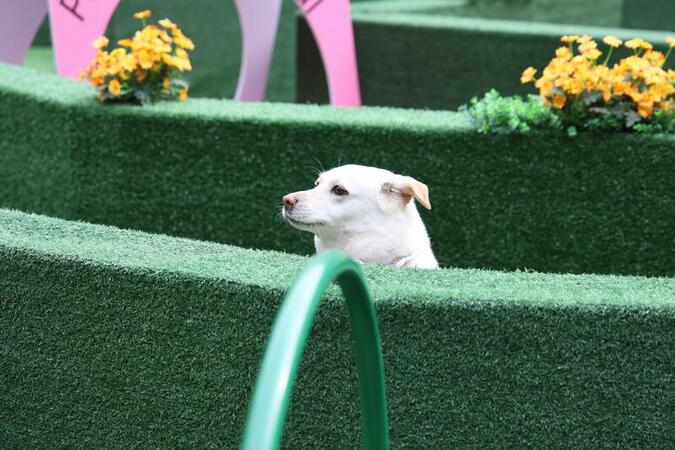 Chongqing mall hosts pet friendly maze race Chongqing mall hosts pet friendly maze race