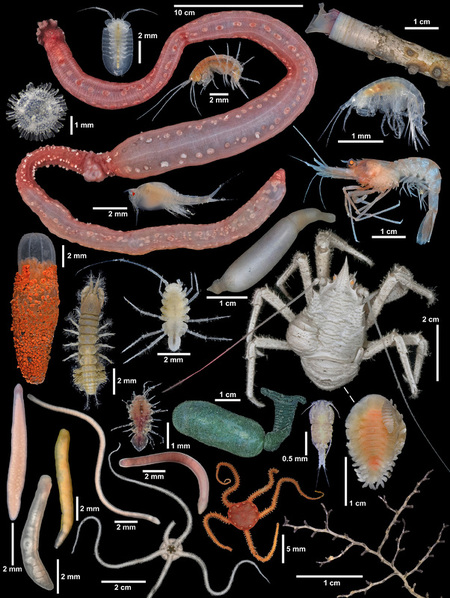 Un immersione in acque inesplorate porta alla luce decine di creature degli abissi Un immersione in acque inesplorate porta alla luce decine di creature degli abissi