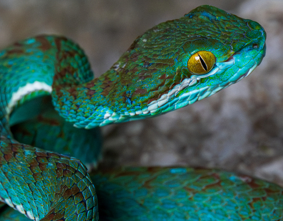 Animals Cambodia a surprising blue snake among 11 new species discovered by scientists Animals Cambodia a surprising blue snake among 11 new species discovered by scientists