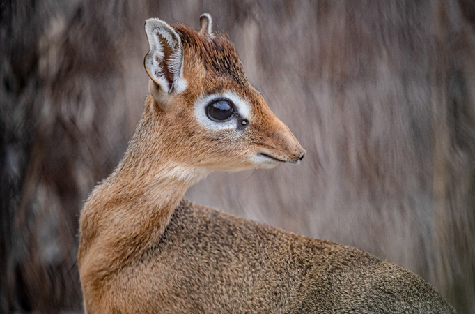 Animals One of the world s smallest antelopes is born at Chester Zoo in the UK no bigger than a can of beans. Animals One of the world s smallest antelopes is born at Chester Zoo in the UK no bigger than a can of beans.