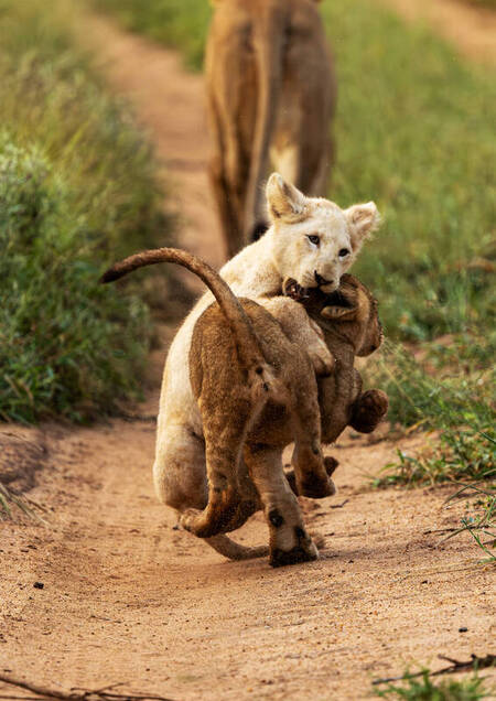 RARE WHITE LION CUB SPOTTED IN INCREDIBLE RIGHT PLACE RIGHT TIME 