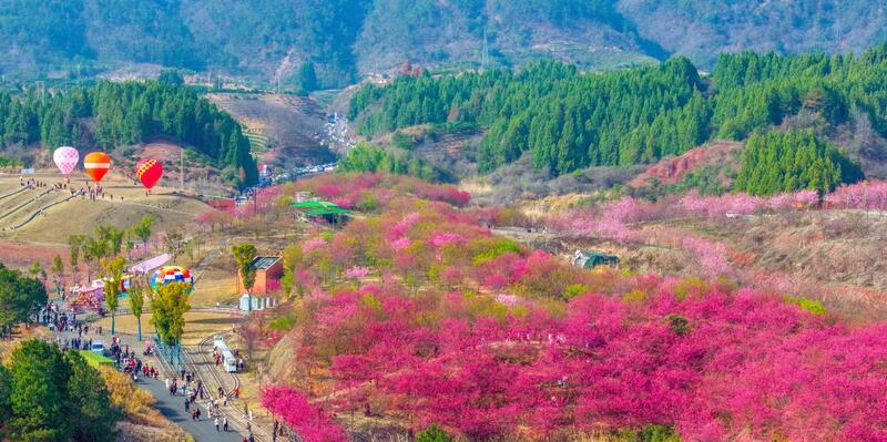 Cina le suggestive immagini della foresta di ciliegi in fiore presso il lago Qiandao Cina le suggestive immagini della foresta di ciliegi in fiore presso il lago Qiandao