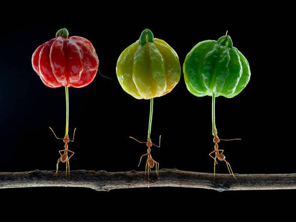 Animali forte come una formica... Piccole formiche sono state immortalate mentre compivano un impresa impressionante trasportando ciliegie Animali forte come una formica... Piccole formiche sono state immortalate mentre compivano un impresa impressionante trasportando ciliegie