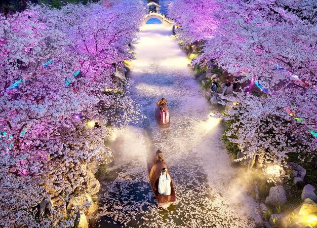 Nighttime cherry blossoms dazzle visitors at Nantong s Dream Island Nighttime cherry blossoms dazzle visitors at Nantong s Dream Island