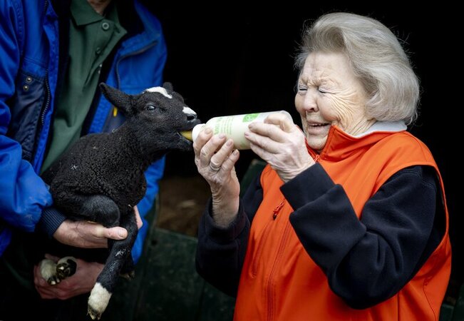 Amsterdam la principessa Beatrix alle prese con il biberon inaugura la giornata del volontariato accudendo gli agnellini di uno zoo didattico