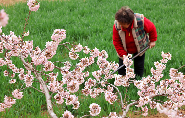 China Cherry Orchards Working China Cherry Orchards Working
