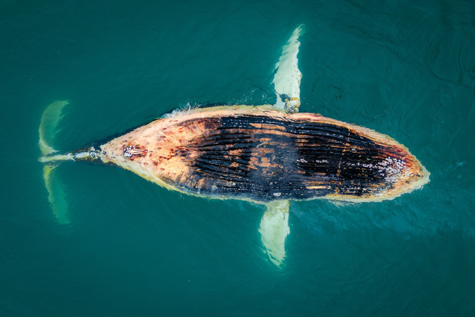 Beached Whale Towed Away Off Russia s Primorye Region