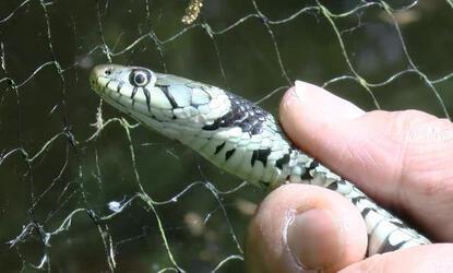 Pic from Caters News (PICTURED: Screenshots of the snake being rescued) - This snake has got into one big slippery situation! This grass snake got into a pickle when it was sliding around a garden pond. But its intrusion wasnt sly enough, and it got caught in the wire netting upon its exit! SEE CATERS COPY