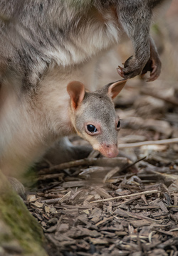 newborn pademelon