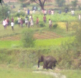 PIC BY CATERS NEWS: (PICTURED - )A desire to click a selfie with a wild elephant cost a drunk man his life in India as the animal turned hostile and trampled him to death. Hair-raising visuals captured on a mobile camera shows the tragic death of Ashok Bharti, 50, trying to outrun the massive animal but eventually gets smashed by the elephant. Bharti, who worked with a private firm in Rourkela in Odisha in eastern India, had approached the wild elephant that had strayed from its herd near Kuanramunda forest for a selfie. When he came too close to the animal and posed for a picture, the angry elephant got hostile and suddenly started chasing him in retaliation. SEE CATERS COPY. Pic taken on 04/09/17