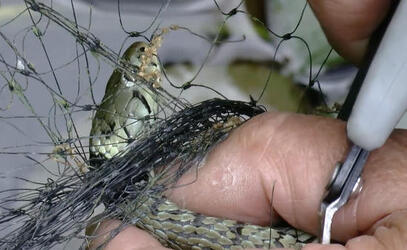 Pic from Caters News (PICTURED: Screenshots of the snake being rescued) - This snake has got into one big slippery situation! This grass snake got into a pickle when it was sliding around a garden pond. But its intrusion wasnt sly enough, and it got caught in the wire netting upon its exit! SEE CATERS COPY