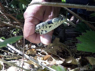 Pic from Caters News (PICTURED: Screenshots of the snake being rescued) - This snake has got into one big slippery situation! This grass snake got into a pickle when it was sliding around a garden pond. But its intrusion wasnt sly enough, and it got caught in the wire netting upon its exit! SEE CATERS COPY