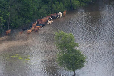 August 2017 - Texas, United States: Hurricane Harvey flooding in Port Arthur, Texas, August 30, 2017. Hurricane Harvey formed in the Gulf of Mexico and made landfall in southeastern Texas, bringing record flooding and destruction to the region. U.S. military assets supported FEMA as well as state and local authorities in rescue and relief efforts. (POLARIS)