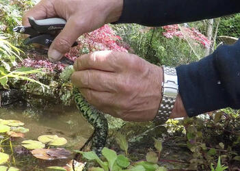 Pic from Caters News (PICTURED: Screenshots of the snake being rescued) - This snake has got into one big slippery situation! This grass snake got into a pickle when it was sliding around a garden pond. But its intrusion wasnt sly enough, and it got caught in the wire netting upon its exit! SEE CATERS COPY