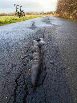 Cyclists get hump after snake like eruptions burst through path and send riders flying