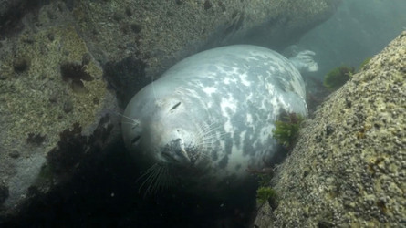 SEAL LARIOUS CAPTURE Grey Seal Caught Yawning Up A Storm SEAL LARIOUS CAPTURE Grey Seal Caught Yawning Up A Storm
