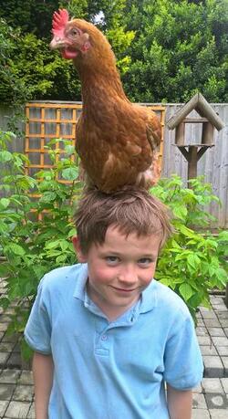 HEN LOVING BOY