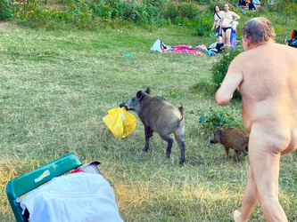 Naked OAP Chased Boar For Stealing His Laptop