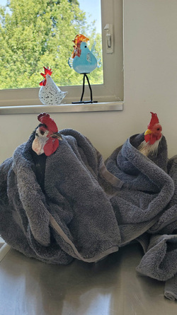 WHAT AN EGGCITING LIFE RESCUE CHICKENS SAVED FROM DEATH BY ANIMAL LOVER NOW LIVE LIKE PAMPERED PET DOGS IN LUXURY FARMHOUSE
