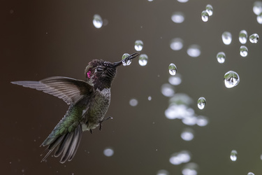 STUNNING HUMMINGBIRD PIERCES WATER DROPLET WITH ITS BEAK