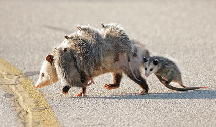 OPOSSUM BLY THE CUTEST ADORABLE FAMILY OF OPOSSUMS SPOTTED AS BABIES CLING ON TO MUM ON THE MOVE