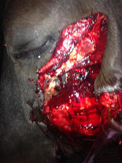 A horse has been left permanently disfigured after sick yobs restrained stabbed and attacked him with knives and hammers in broad daylight A horse has been left permanently disfigured after sick yobs restrained stabbed and attacked him with knives and hammers in broad daylight