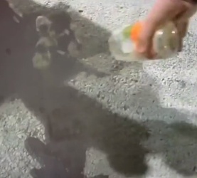 VIDEO Raccoon with jar on its head saved by police VIDEO Raccoon with jar on its head saved by police