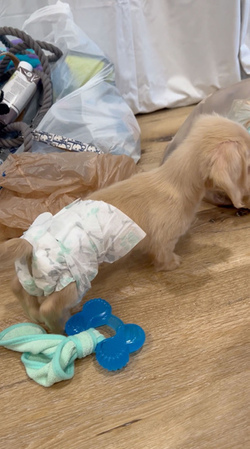 Diaper Wearing Dog
