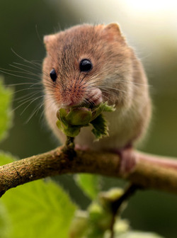 Hide and squeak