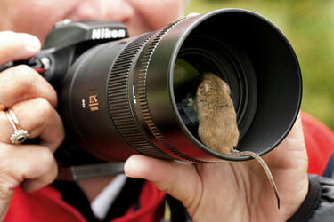 Hide and squeak