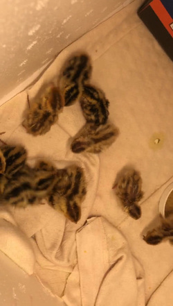 Box Of Quail Eggs Suddenly Hatch Into Chicks Overnight