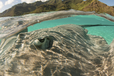 RAY TO GO HUGE STINGRAY LEAPS OUT OF WATER TO POSE FOR SENSATIONAL SELFIE WITH DELIGHTED DIVER