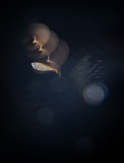 Photographer who documented the plight of Sri Lankan elephants wins prestigious award Photographer who documented the plight of Sri Lankan elephants wins prestigious award