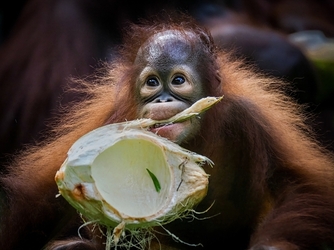 PICTURES Critically endangered Orangutan chomps on coconuts