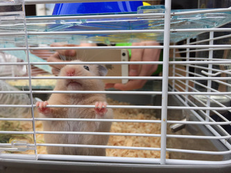 HOUDINI HAMSTER FAMILY PUT DOWN CRASH MAT FOR ESCAPOLOGIST PET WHO REPEATEDLY PLUNGES FROM CEILING