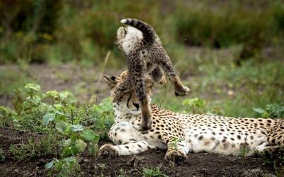 CHEETAH CUB ANNOYS MUM