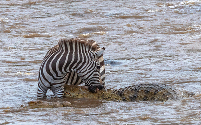 When this crocodile went in for a bite of a zebra it wasn t expecting to be bitten back.