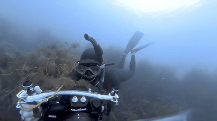SEAL LARIOUS CAPTURE Grey Seal Caught Yawning Up A Storm SEAL LARIOUS CAPTURE Grey Seal Caught Yawning Up A Storm