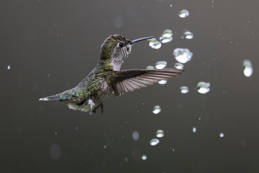 STUNNING HUMMINGBIRD PIERCES WATER DROPLET WITH ITS BEAK