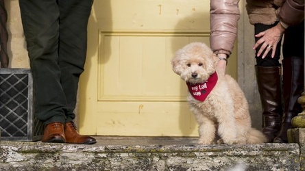 VIDEO Dogs tie the knot in plush wedding ceremony