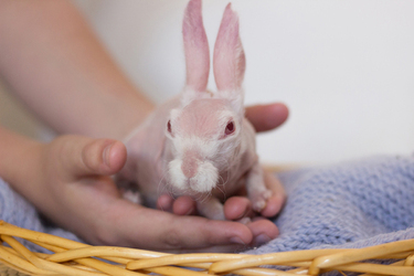 BALD BUNNY THAT WAS DESTINED FOR DEATH SHOOTS TO SOCIAL MEDIA STARDOM AFTER GETTING A SECOND LEASE ON LIFE