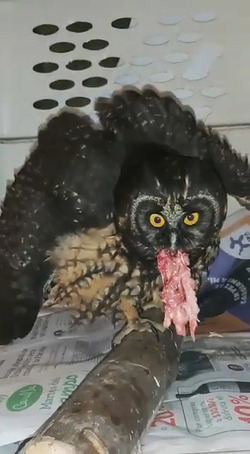 Owl Rescued After Crashing Into City Centre Balcony