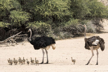 Baby Ostrich survivor